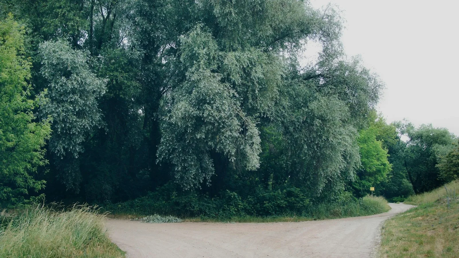A dirt path dividing into two separate tracks at the edge of a group of trees.