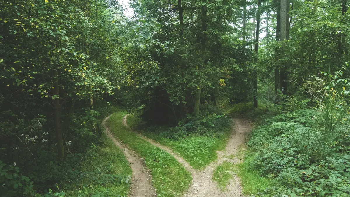 A woodland track dividing into two separate paths among dense green trees.