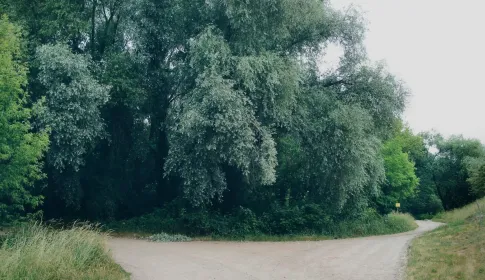 A dirt path dividing into two separate tracks at the edge of a group of trees.