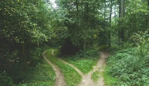 A woodland track dividing into two separate paths among dense green trees.