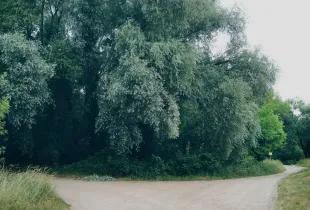 A dirt path dividing into two separate tracks at the edge of a group of trees.