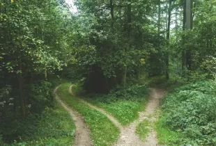 A woodland track dividing into two separate paths among dense green trees.